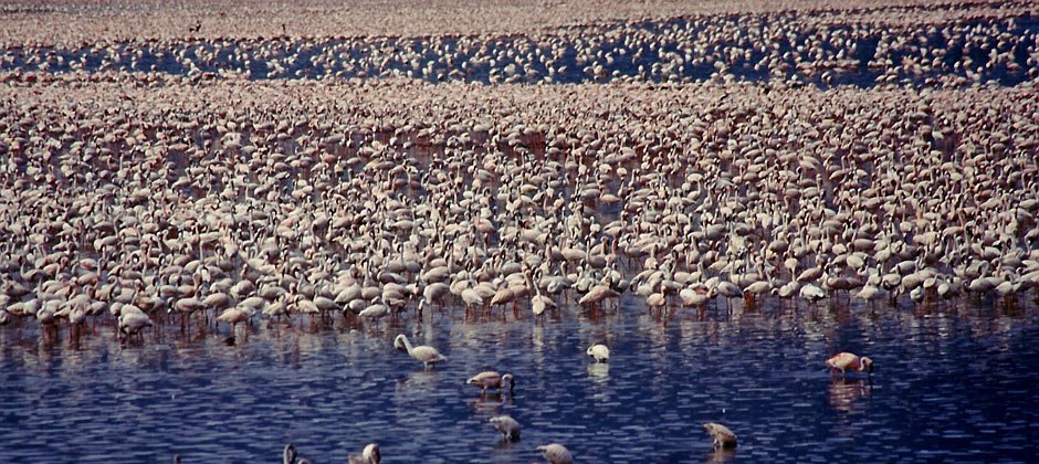 940-africa-bogoria.jpg