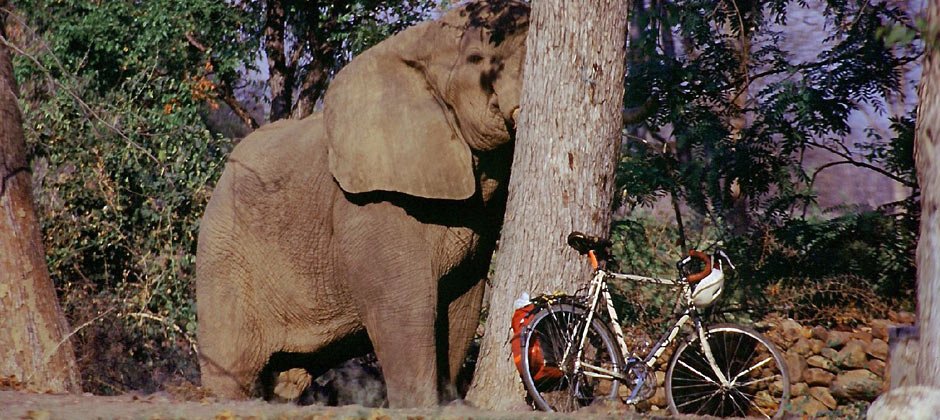 940-africa-elephantbike.jpg