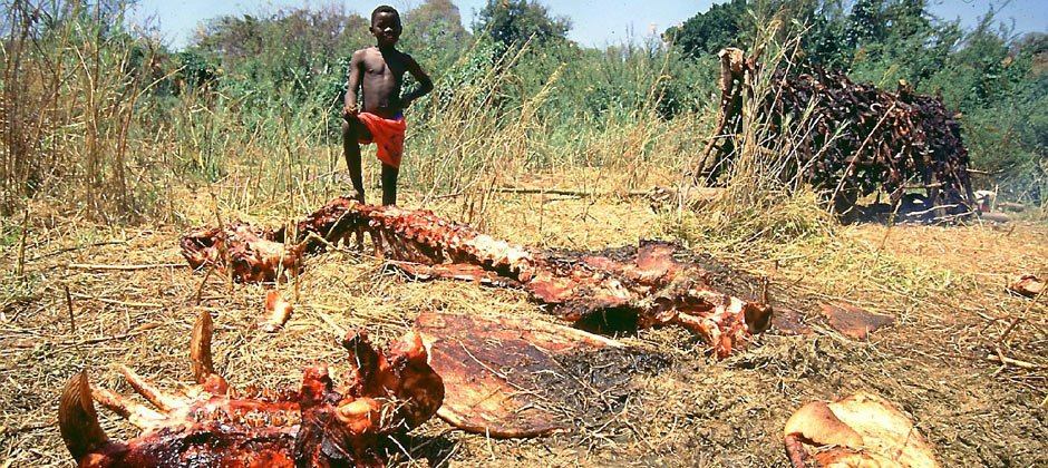 940-africa-hippoboy.jpg