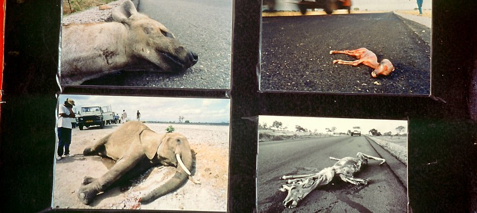 940-africa-roadkill.jpg